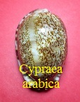 Cypraea arabica arabica, Linné 1758